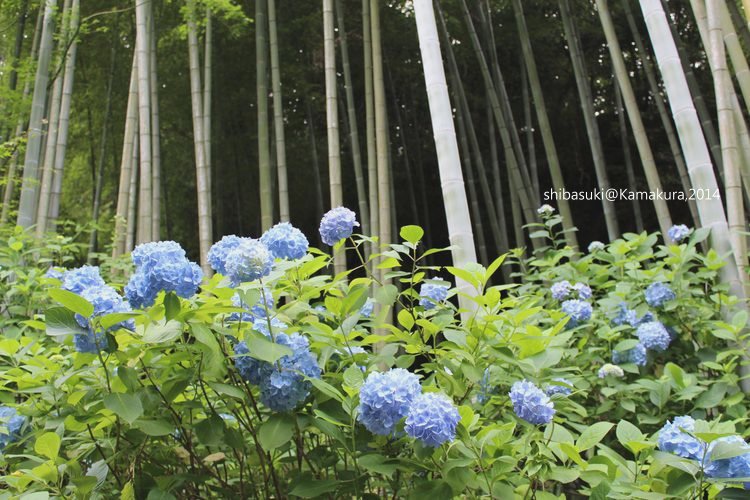 20140616_Kamakura-148_明月院_1.JPG