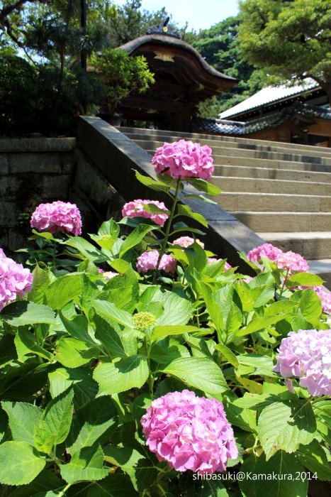 20140616_Kamakura-18_圓覺寺_1.JPG