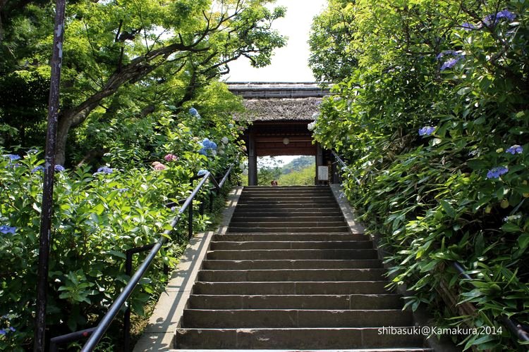 20140616_Kamakura-40_東慶寺_1.JPG