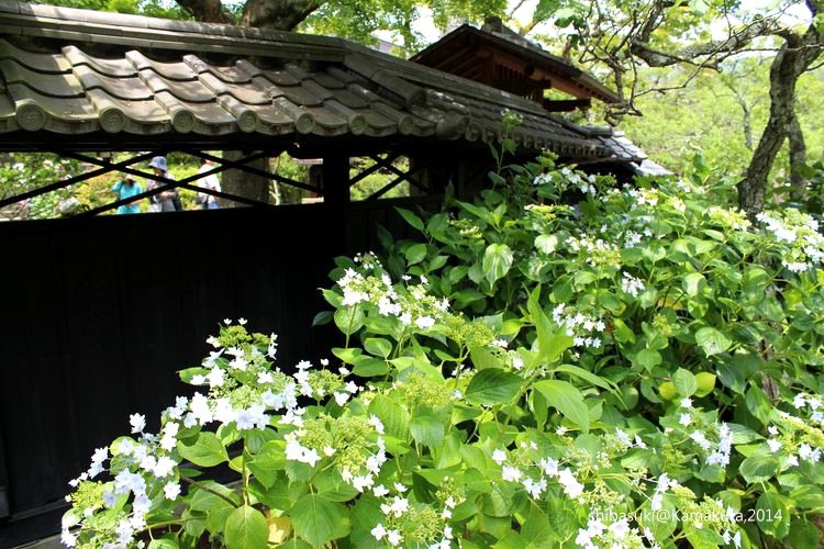 20140616_Kamakura-55_東慶寺_1.JPG