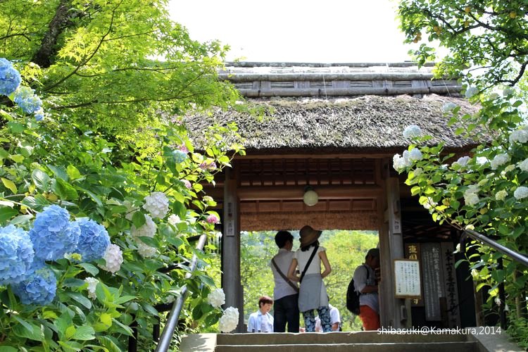 20140616_Kamakura-63_東慶寺_1.JPG 20140616_Kamakura-63_東慶寺_1.JPG