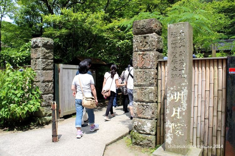 20140616_Kamakura-64_明月院_1.JPG