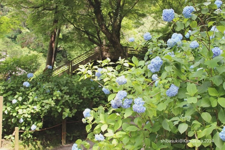 20140616_Kamakura-65_明月院_1.JPG