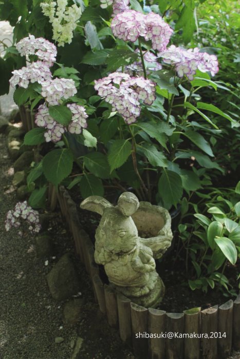 20140616_Kamakura-68_明月院_1.JPG