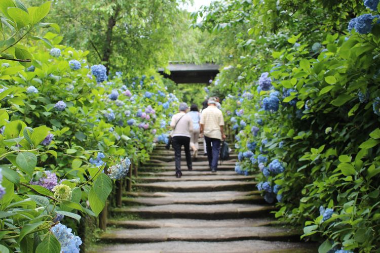 20140616_Kamakura-140_明月院_1.JPG