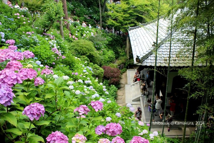 20140617_Kamakura-119_長谷寺_1