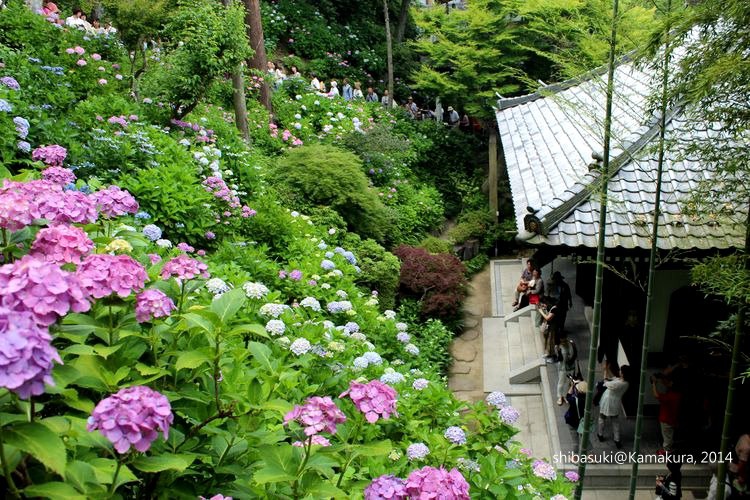 20140617_Kamakura-120_長谷寺_1