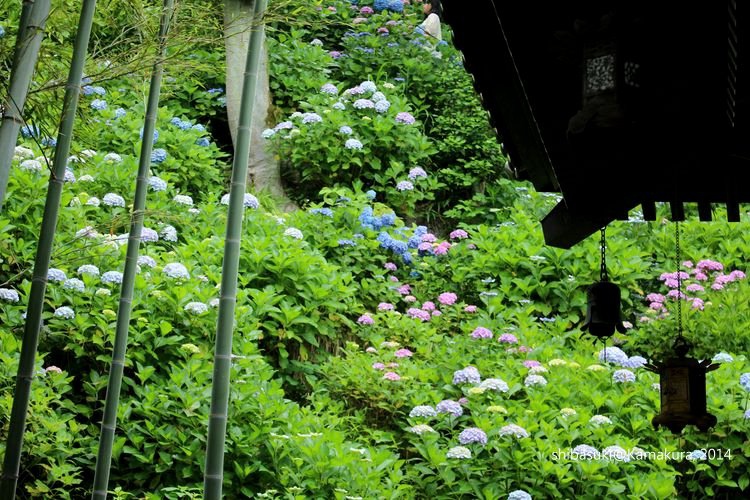 20140617_Kamakura-134_長谷寺_1