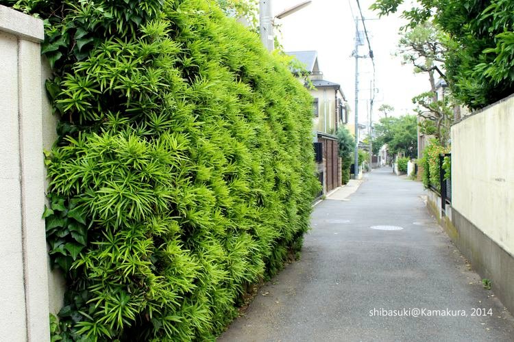 20140617_Kamakura-138_1