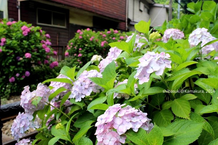 20140617_Kamakura-175_御靈神社_1