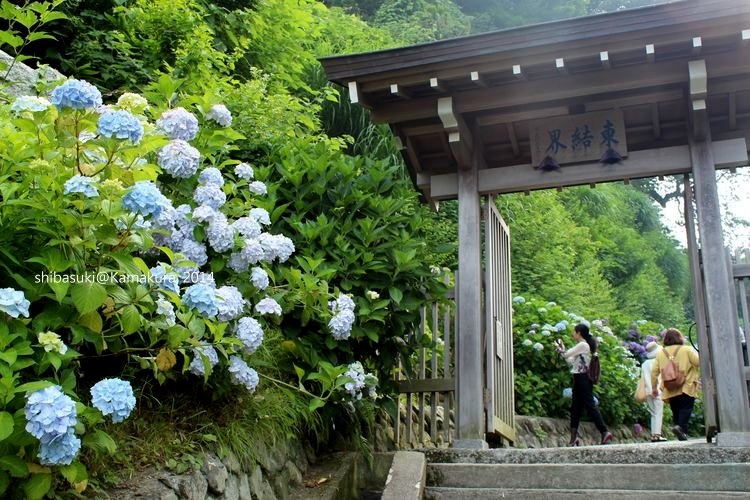 20140617_Kamakura-190_成就院_1