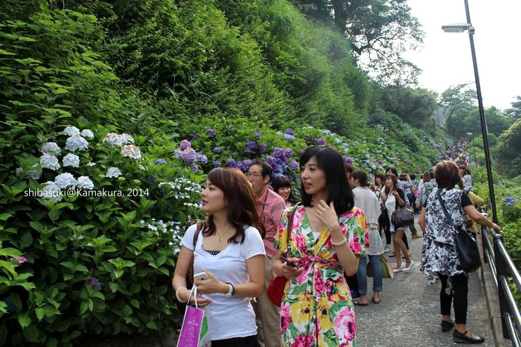 20140617_Kamakura-191_成就院_1