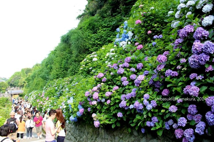 20140617_Kamakura-207_成就院_1