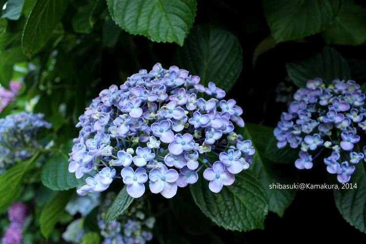 20140617_Kamakura-210_成就院_1