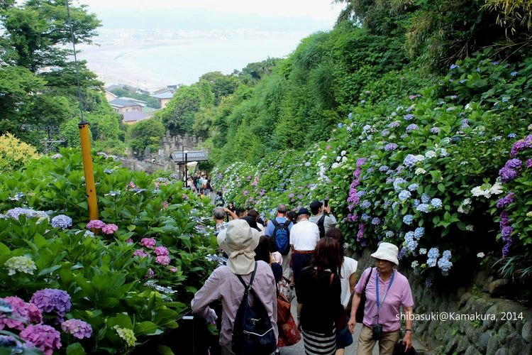 20140617_Kamakura-228_成就院_1