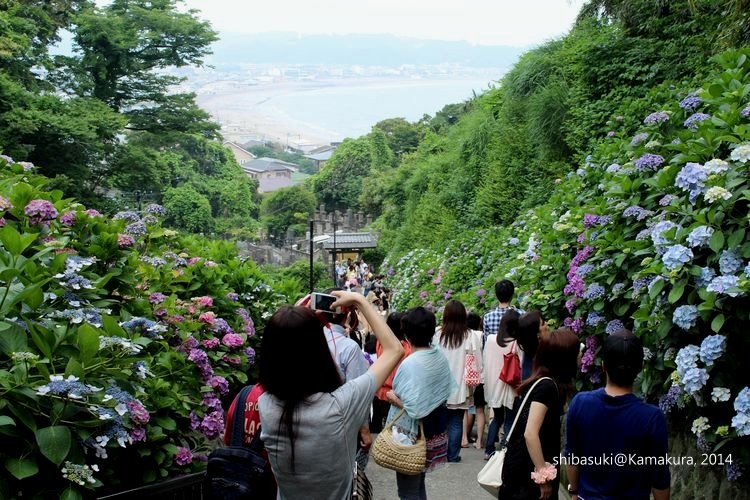 20140617_Kamakura-234_成就院_1