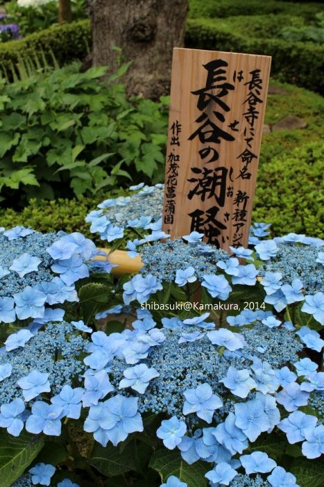 20140617_Kamakura-63_長谷寺_1