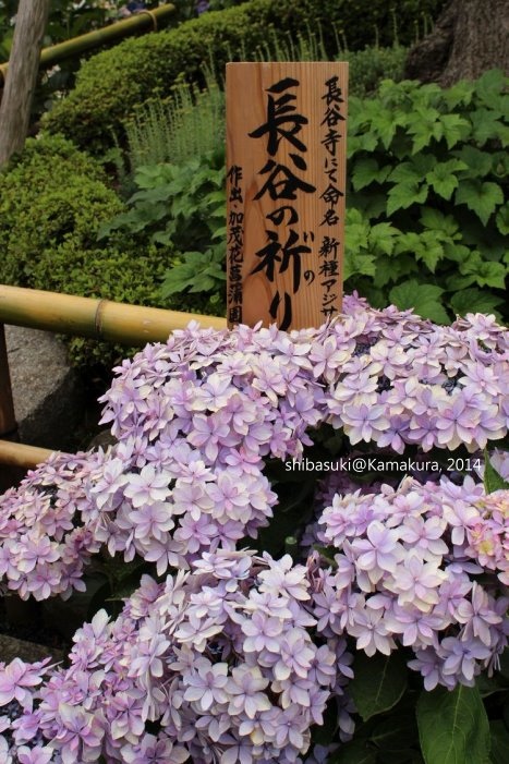 20140617_Kamakura-64_長谷寺_1