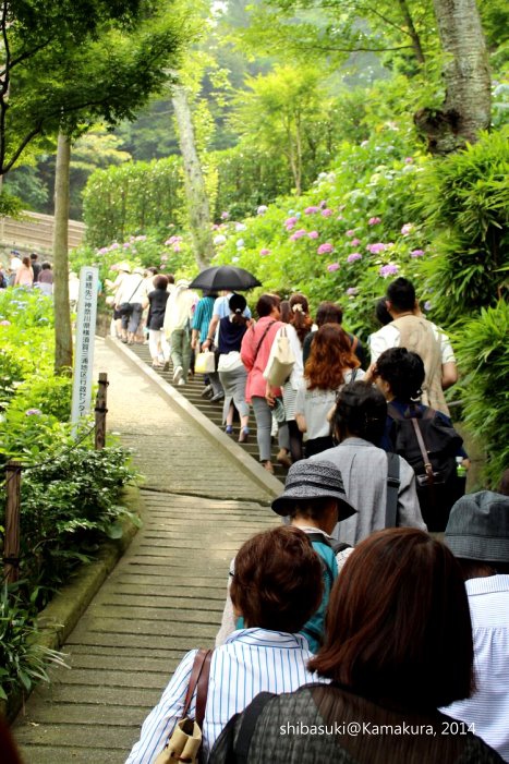 20140617_Kamakura-74_長谷寺_1