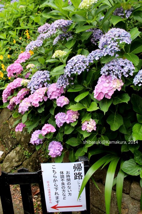 20140617_Kamakura-85_長谷寺_1