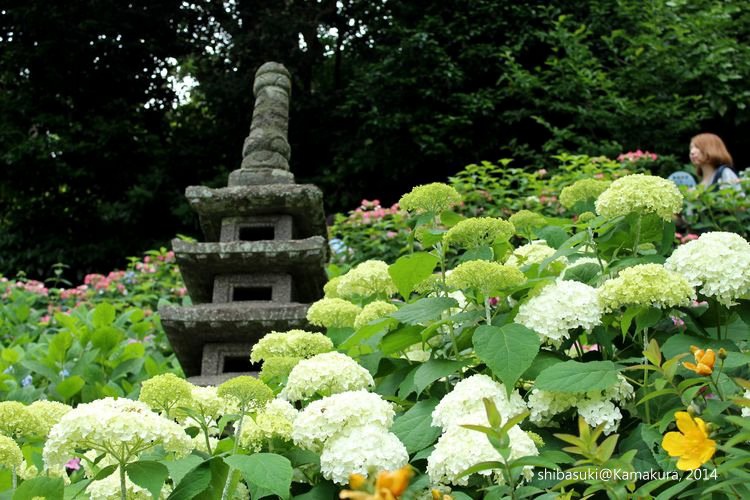 20140617_Kamakura-96_長谷寺_1