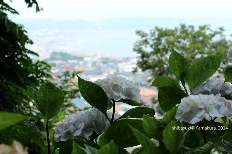 20140617_Kamakura-97_長谷寺_1