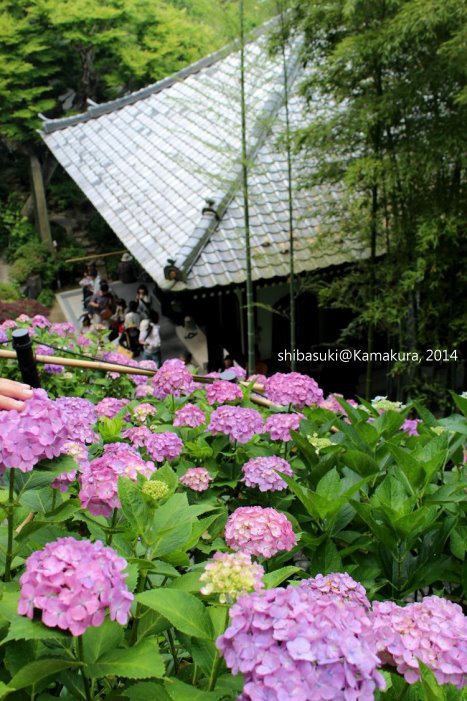 20140617_Kamakura-107_長谷寺_1