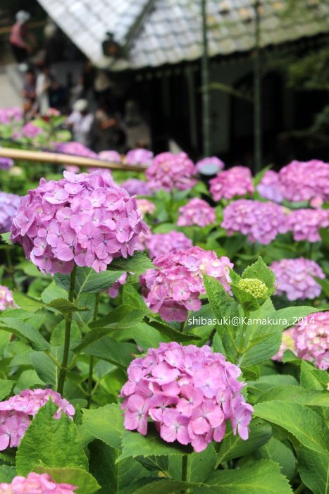 20140617_Kamakura-113_長谷寺_1