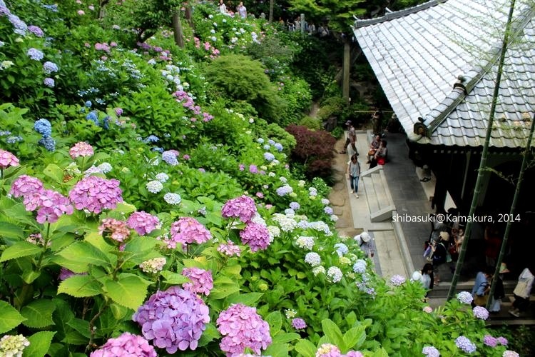 20140617_Kamakura-117_長谷寺_1