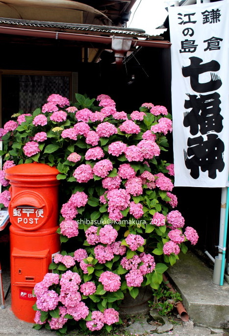 20140617_Kamakura-160_力餅家_1