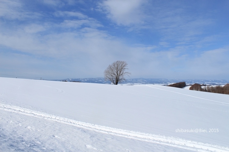 20150222_美瑛-136_哲學之木_s2.JPG