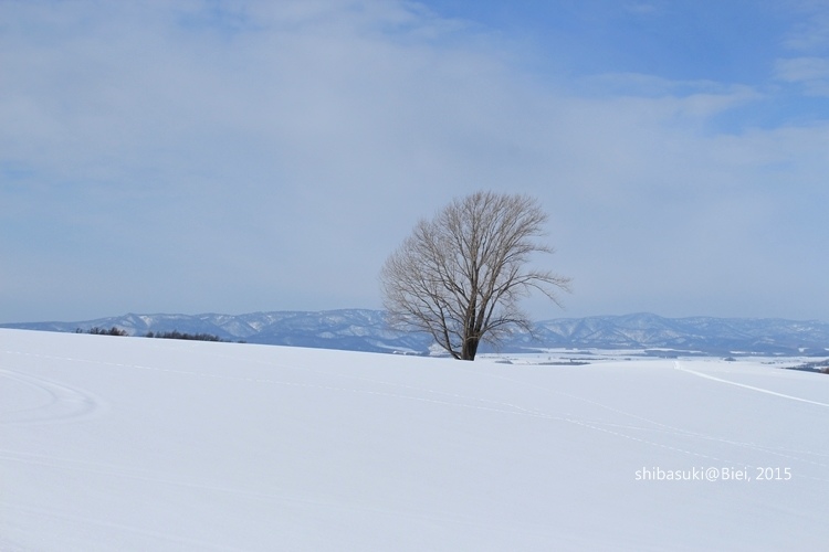 20150222_美瑛-137_哲學之木_s2.JPG