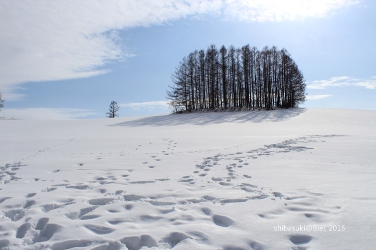 20150222_美瑛-246_Mild Seven Hills_s2.JPG