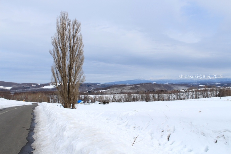 20150222_美瑛-283_Ken&Mary之木_s2.JPG