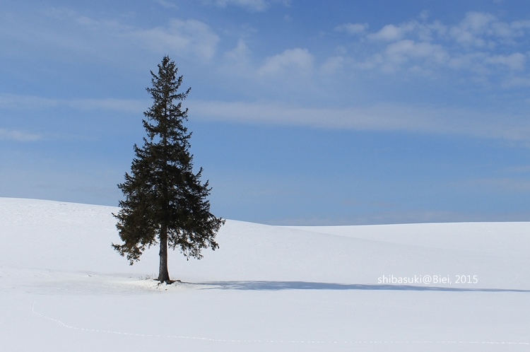 20150222_美瑛-42_Chrismas tree_s2