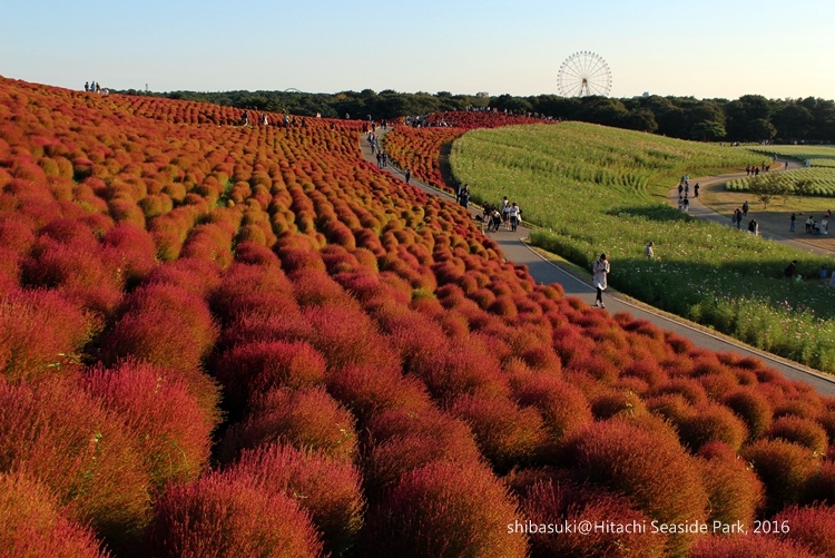 20161015_茨城-243_常陸海濱公園s.JPG