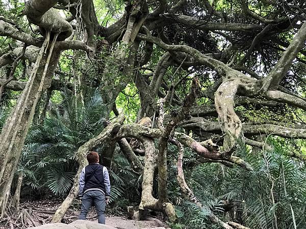 鸞山會走路的樹.jpg
