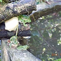 我園內莫氏樹蛙6隻同時出現產卵