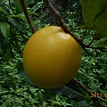 黃金果