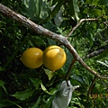 DSCN1163