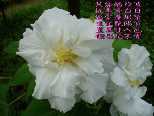 e5523a08fc1c8749ee0873929086e88c