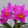 194f0b1456e9dfa81a5da74dab257ce5