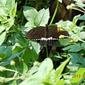 a9cee50982cd4f6e1d44fac61a42fd08