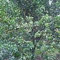 c740ff3ae671d71f4ad2beb564a9faba