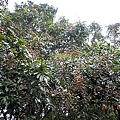 ade61ca8261a7cc63d2371e55c9ad63b