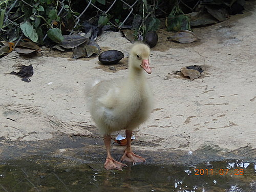 cafd700c14f4601b00e88c65c7ce05d3