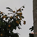 f3e36a563acac3dcdb6732d7217173a0