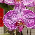 P4230007