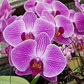 P4230016