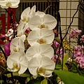 P4230031